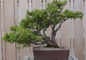  Bonsai