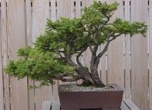  Bonsai