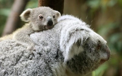 Koala "na barana"