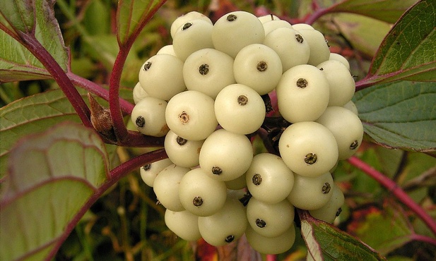 Dereń biały