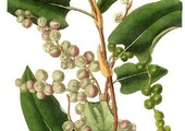 Muehlenbeckia