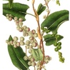 Muehlenbeckia