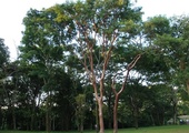 Balsa