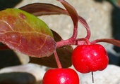 Golteria rozesłana