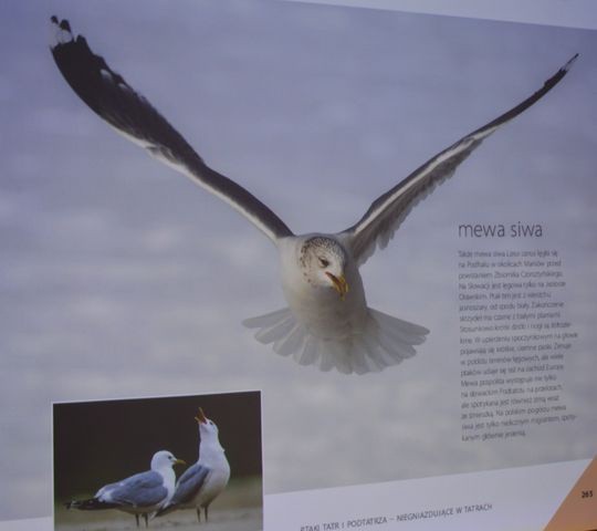 Latający mieszkańcy Tatr i Podtatrza