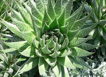 Aloes