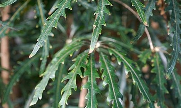 Dizygotheca