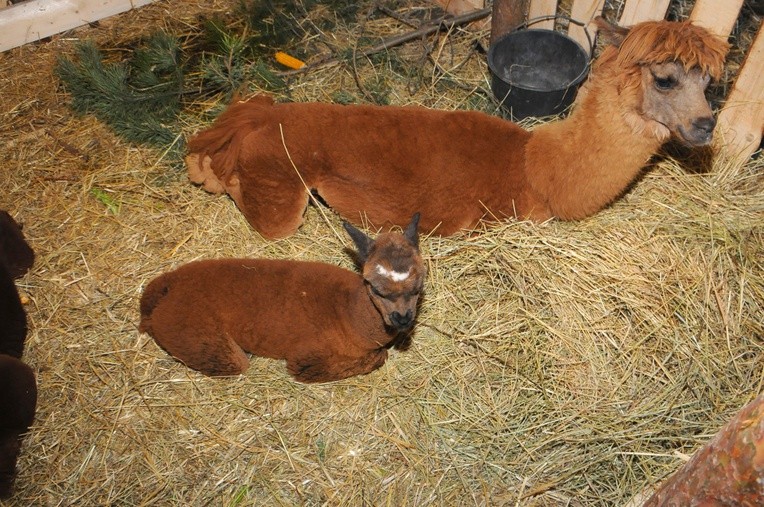 Żywa szopka w Gdowie