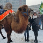 Orszak Trzech Króli 2016 w Oleśnicy