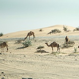 Naturalne otoczenie, z jakim można się spotkać na Półwyspie Arabskim