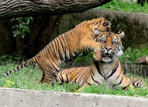 Przybyło maluchów w stołecznym zoo