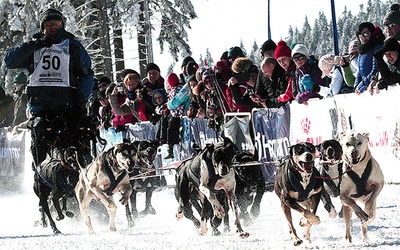  Na Polanę Jakuszycką zjadą w tym roku nie tylko rzesze biegaczy, ale także dziesiątki psich zaprzęgów. To już zimowa tradycja tego miejsca 