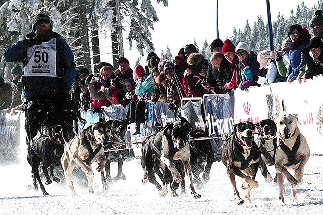  Na Polanę Jakuszycką zjadą w tym roku nie tylko rzesze biegaczy, ale także dziesiątki psich zaprzęgów. To już zimowa tradycja tego miejsca 
