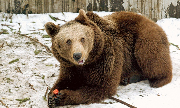 Niedźwiedzie brunatne  mogą ważyć do 300 kg