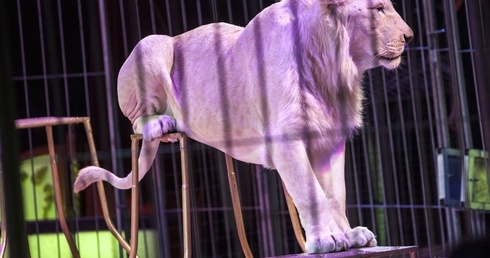 Bo lew będzie smutny