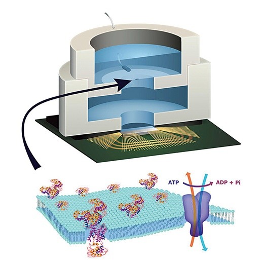 Świat elektroniki i świat biologii do niedawna były oddzielone. Najnowsze odkrycie przekracza jednak tę granicę. Na grafice pokazany jest schemat pierwszego chipa zasilanego biologicznie. Strzałka wskazuje membranę, która działa jak pompa sodowo-potasowa w komórce. 