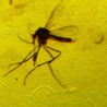 Kolumbia: zabijać komary a nie dzieci
