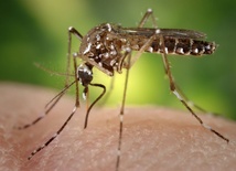 Czechy: 2 przypadki zakażenia wirusem Zika