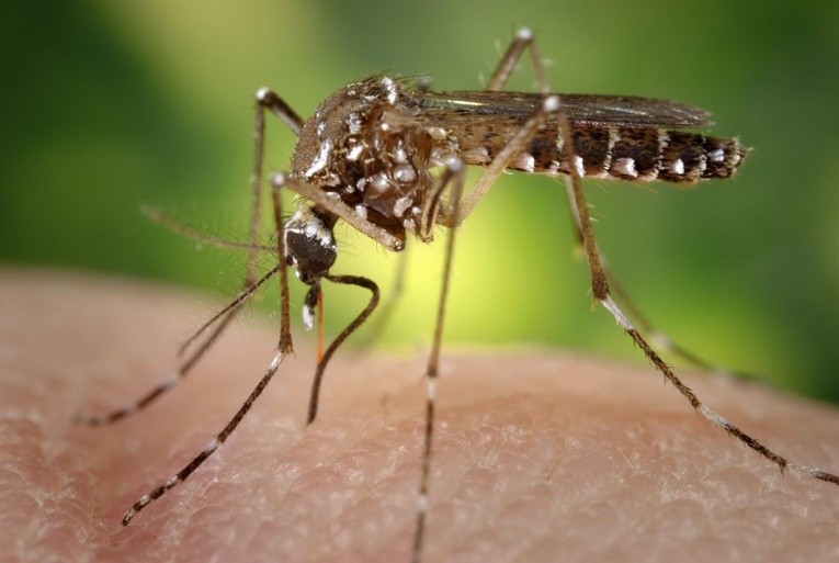 Czechy: 2 przypadki zakażenia wirusem Zika