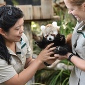 Panda Mandu w dobrych rękach