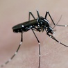 Pierwszy przypadek Ziki na Słowacji