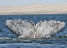 Mleczny wieloryb