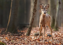 Koziołek