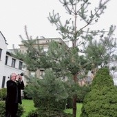 Tę sosnę, jako małe drzewko otrzymane ze szkółki leśnej, posadziliśmy na redakcyjnym podwórku niedługo po tym, gdy zaczęliśmy tworzyć radomskiego „Gościa”. Na zdjęciu jego szef ks. Zbigniew Niemirski. W lokalnej redakcji pracują z nim Krystyna Piotrowska i Marta Deka