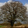 Quercus robur, czyli... Mieszko I