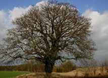 Quercus robur, czyli... Mieszko I