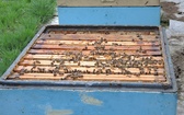 Pszczelarska pasja proboszcza i św. Ambroży
