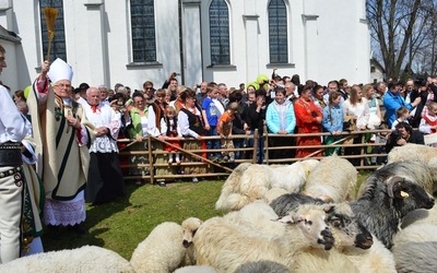 Owce na wypasie