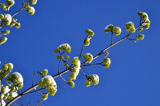 Zimowe oblicze wiosny