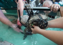 Jenot na rehabilitacji