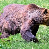 To być może dorosły osobnik,  który rozprawił się ostatnio  z małym niedźwiadkiem.