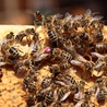 W mieście będzie można hodować tylko nieagresywne pszczoły