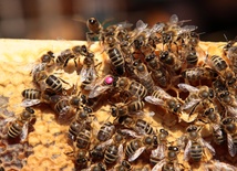 W mieście będzie można hodować tylko nieagresywne pszczoły