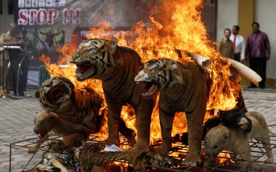 Płonące tygrysy