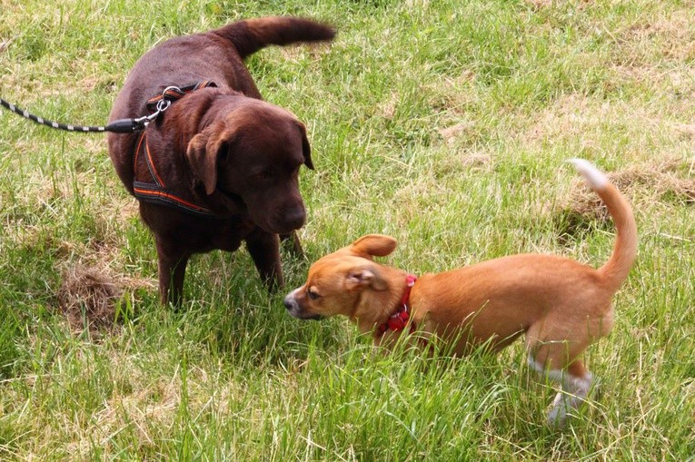 Piknik "Podaj łapę"