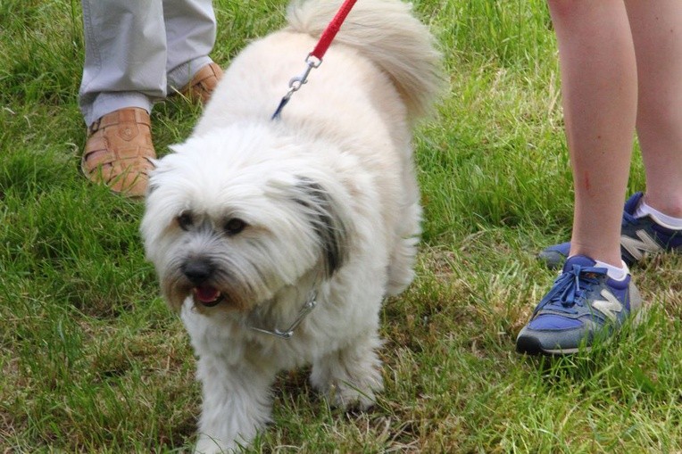 Piknik "Podaj łapę"