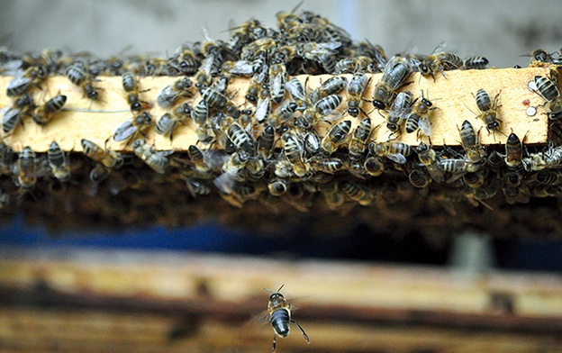 Pszczoła sama bez ula ginie. Rój to perfekcyjnie zorganizowana wspólnota, która z kolei potrzebuje matki. Bez niej staje się chmarą owadów skazaną na  zagładę.