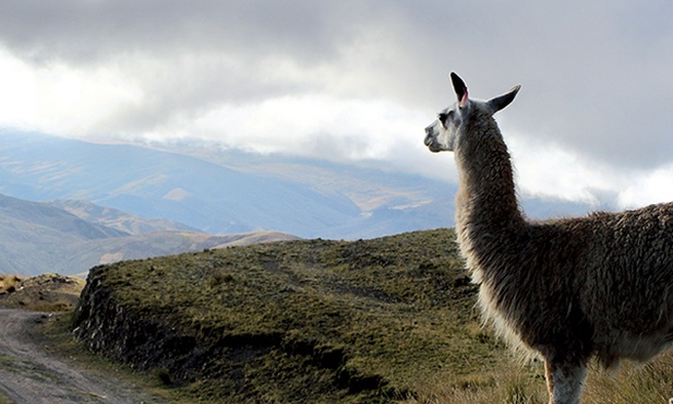 Lama na drodze w Andach