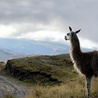 Lama na drodze w Andach