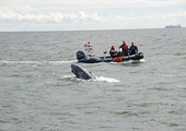 Uratowali wieloryba w Zatoce Gdańskiej
