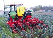 ▼	Sandomierscy plantatorzy niepokoją się o rynek zbytu swoich produktów.  