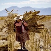 Kobieta niosąca snop komosy ryżowej (rośliny uprawianej w Ameryce Południowej). 4.05.2016 Boliwia