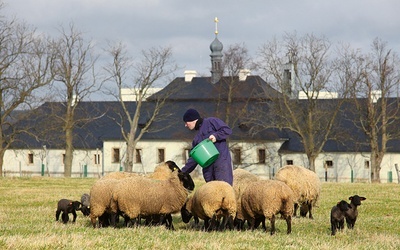 Mnisi sami pracują w klasztornym gospodarstwie, m.in. doglądając owiec.