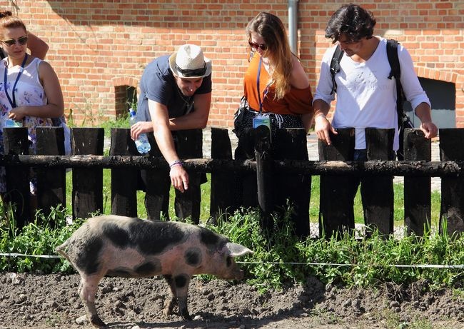 Pielgrzymi ŚDM ze Słupska zwiedzają skansen w Swołowie