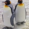 Dwan pingwiny królewskie w zoo w Edynburgu.