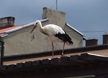 Bociek z wzdziękiem pozował do zdjęć